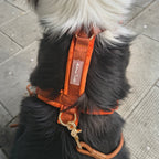 Harnais confort et style pour chien en Y