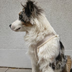 Harnais en Y pour chien Les Ateliers Truffe perle